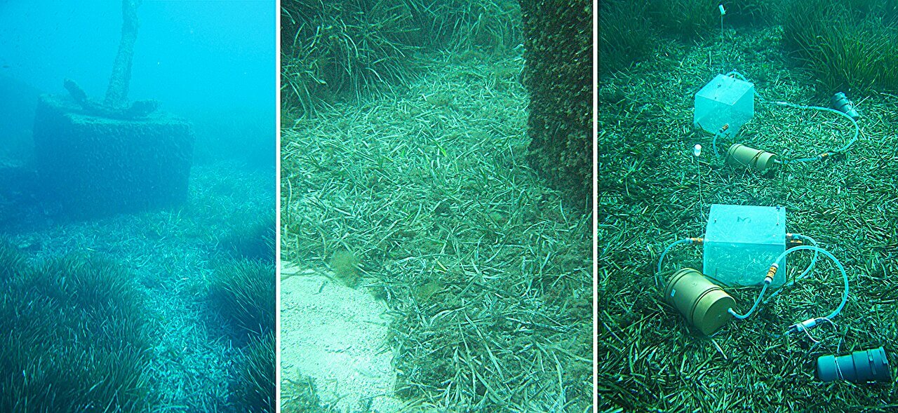 From left to right: View of the STARESO harbor entrance with Posidonia meadow islands and an accumulation of dead leaves. Close-up of litter accumulation. Experimental benthic incubation device ('bell') installed on accumulations of Posidonia dead leaves (10 m deep). Credit: G.Lepoint & W. Champenois / ULiège