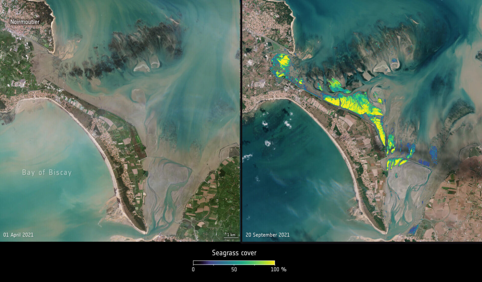 Two images show the difference in the presence of intertidal seagrass in the Bay of Bourgneuf, located north of the Bay of Biscay, off the western coast of France. The image on the left, from April 2021, shows sparse intertidal seagrass, while the image on the right, from September 2021, reveals abundant growth.