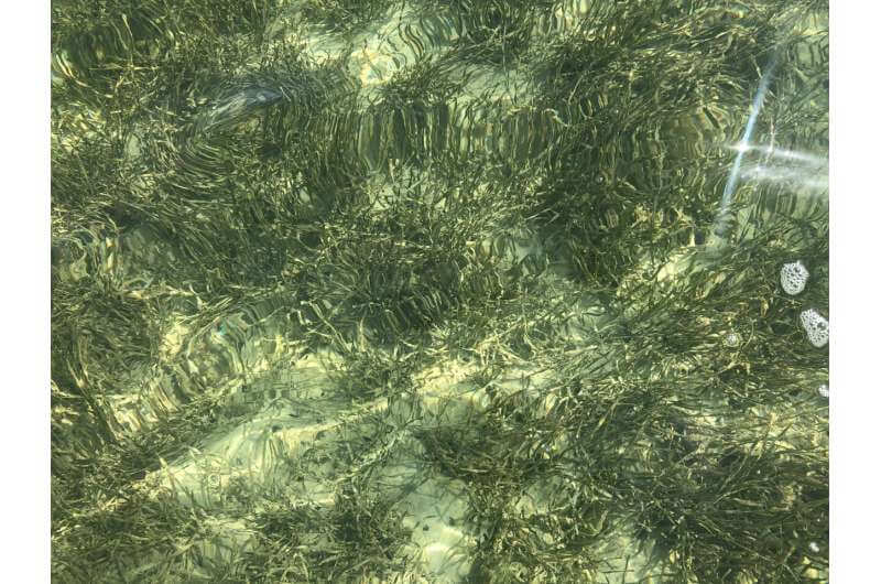 Seagrass meadow in Florida