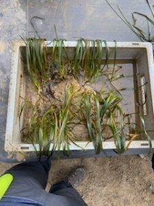 A box of seagrass plants at the seagrass nursery