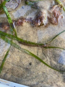 Strands of seagrass on the beach. A ruler is placed beside the strand to measure its length.
