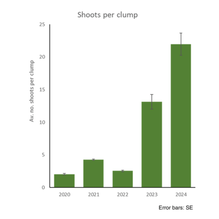 Graph showing shoots per clump from recent monitoring in Dale