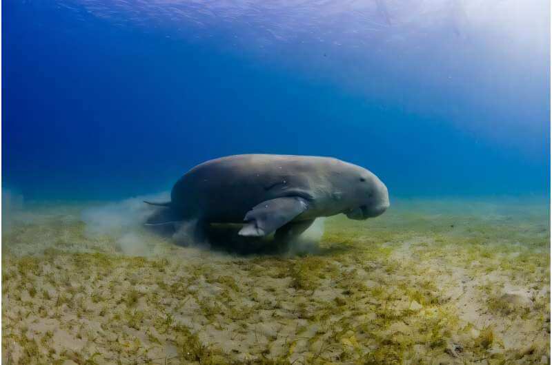 Dugong in a seagrass meadow