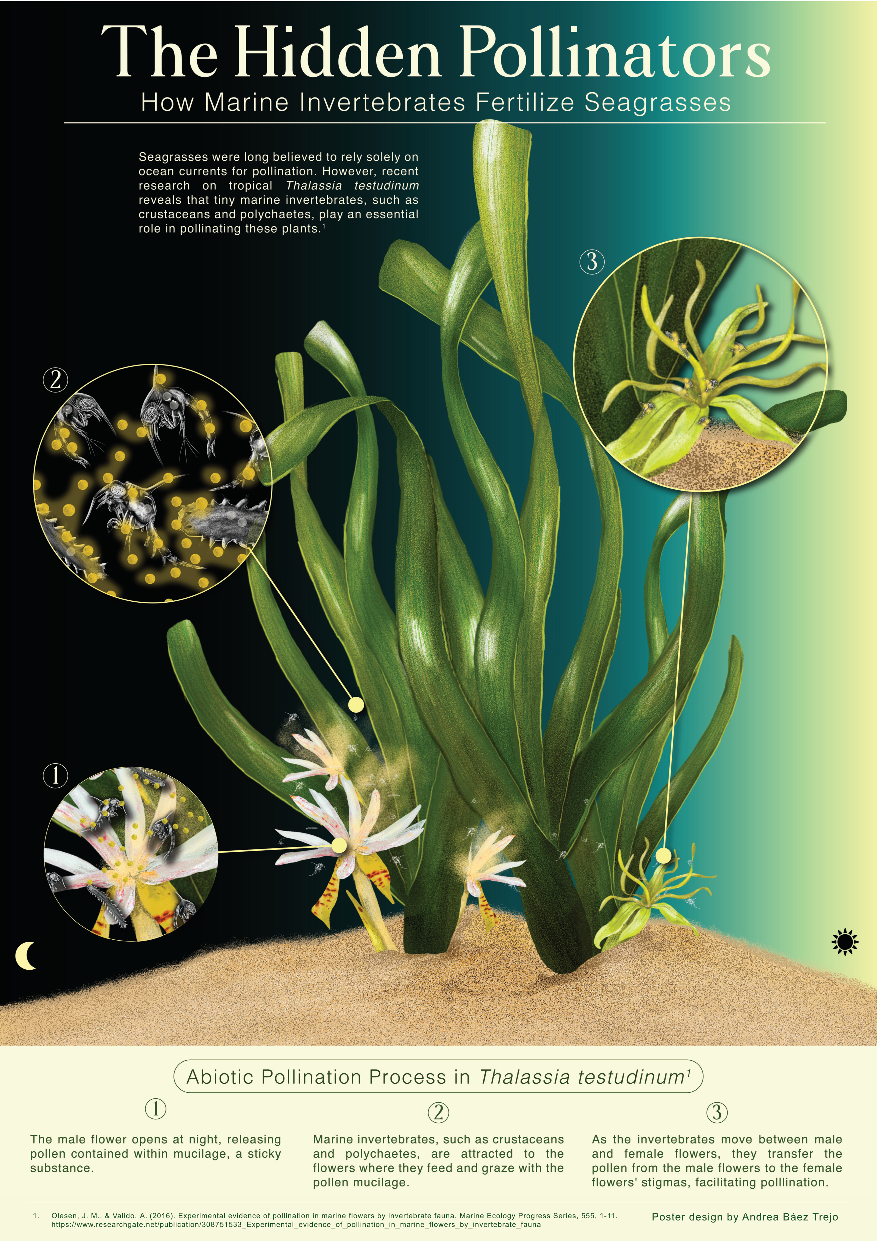 A poster with information about the bees of the sea.