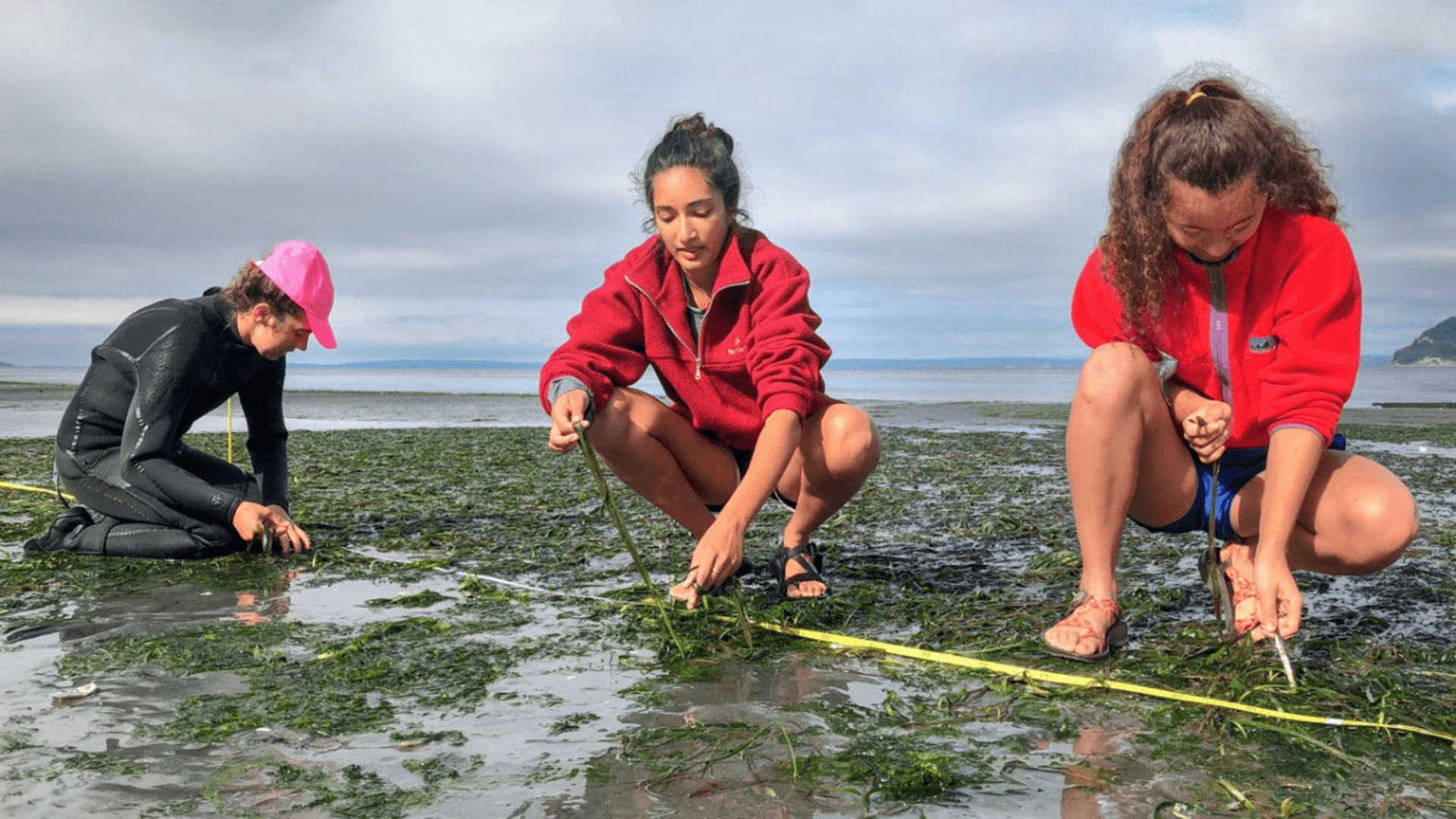 Three members of the Harvell Lab are crouched and kneeling in a seagrass meadow at low tide. They are examine the health of eelgrass along a transect line.