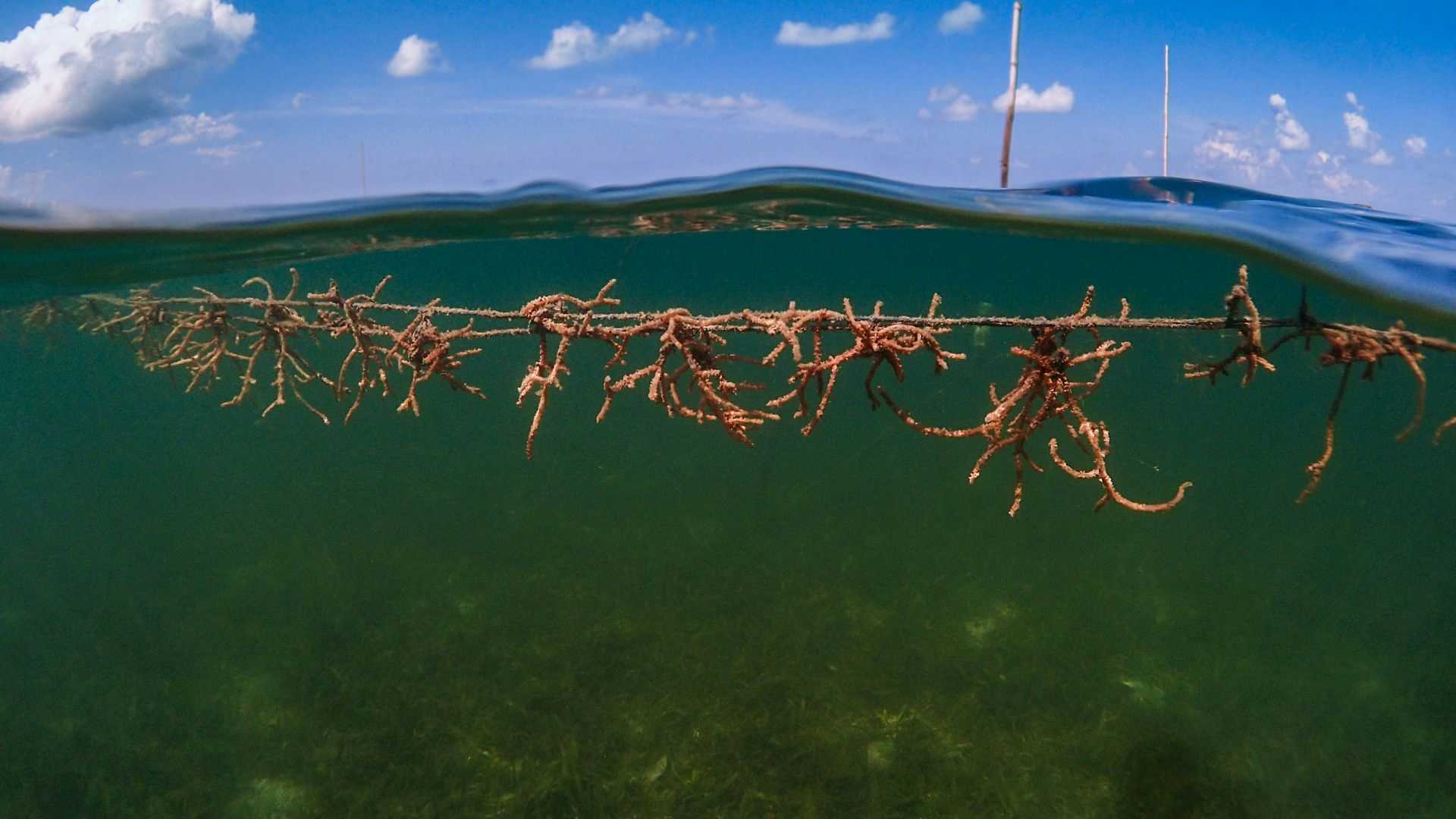 Seaweed being grown along a line.