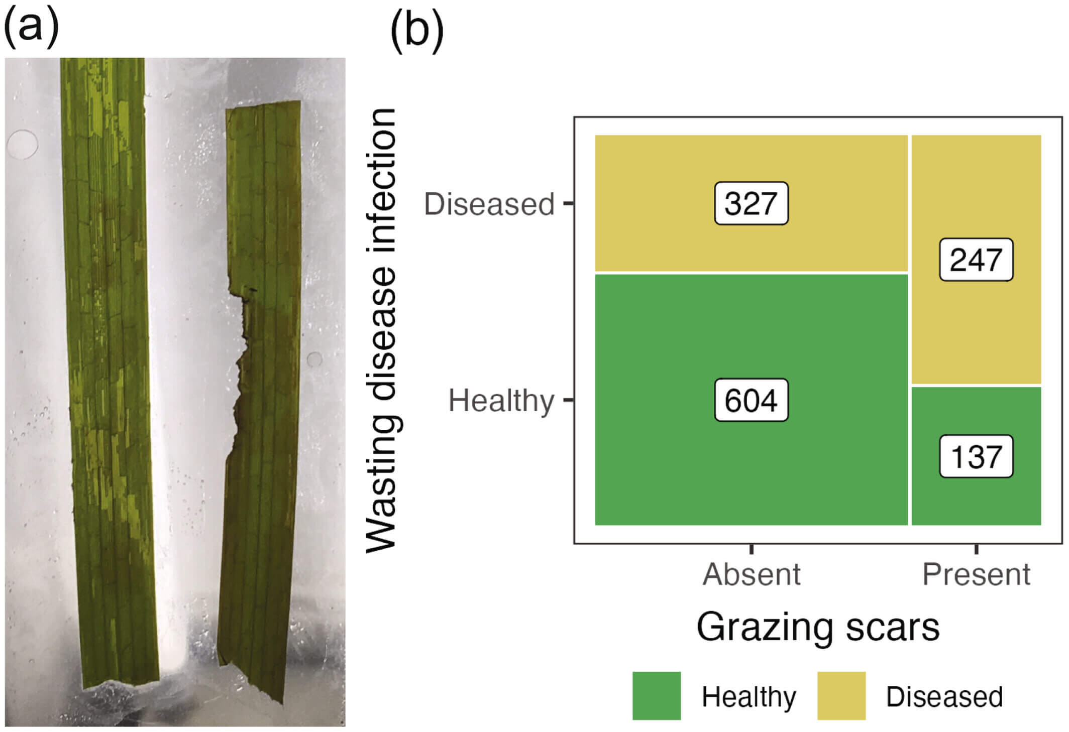 (a) Evidence of snail grazing (left) that damages leaf surfaces in contrast to crustacean grazing (right) that consumes the full thickness of the leaf tissue (photo credit Lillian R. Aoki). (b) Across all meadows and years, leaves with grazing scars were more likely to be diseased; labels show counts of leaves in each category and box widths are proportional to the count (total n = 1351). Credit: Ecology (2025). DOI: 10.1002/ecy.4532