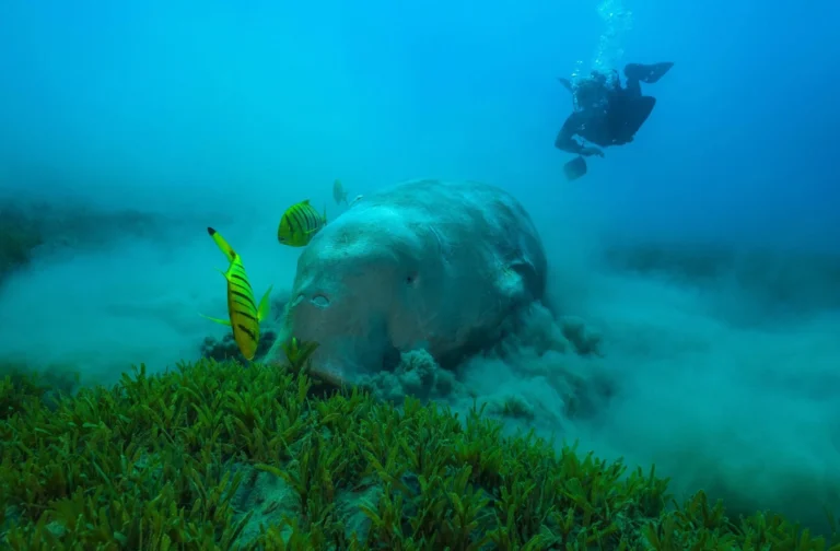 A dugong eating seagrass in the Red Sea, Egypt