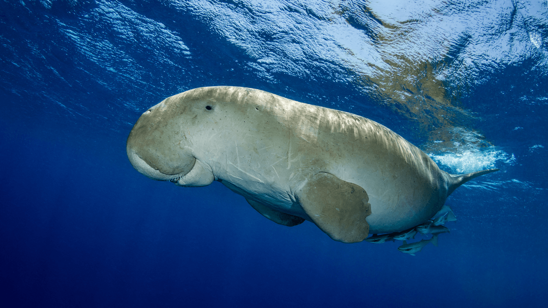 A Dugong swimming underwater in Marsa, Alam, Egypt.