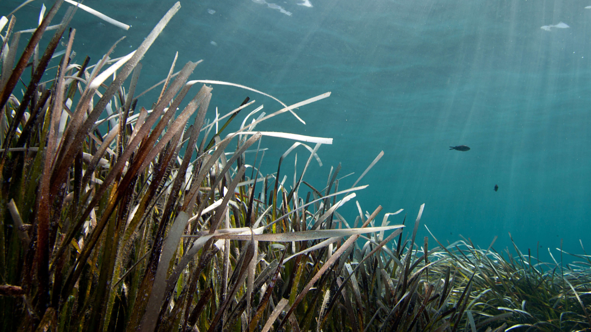 Seagrass, Greece Credit: Dimitris Poursanidis / Ocean Image Bank