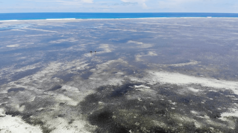 Flats ecosystems are characterized by a complex mosaic of habitats, such as sand, mud, coral rubble, seagrass meadows, oyster reefs, coral reefs and mangroves. They are vital nursery grounds for diverse marine life, including reef fish, sharks and rays. Credit: Andy Danylchuk, University of Massachusetts Amherst