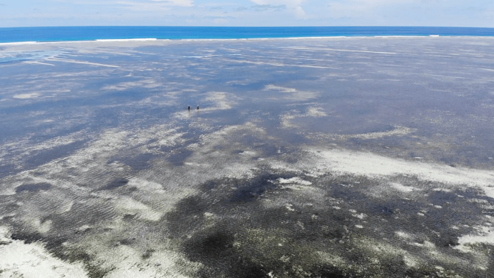 Flats ecosystems are characterized by a complex mosaic of habitats, such as sand, mud, coral rubble, seagrass meadows, oyster reefs, coral reefs and mangroves. They are vital nursery grounds for diverse marine life, including reef fish, sharks and rays. Credit: Andy Danylchuk, University of Massachusetts Amherst