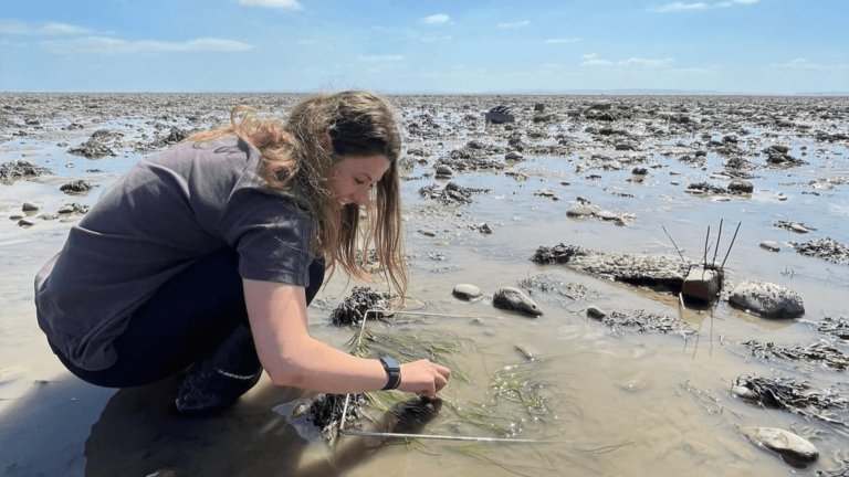 Ellie is crouching on the beach. She is crouching beside a quadrat which is placed around a patch of seagrass. It is a clear day and Ellie is wearing a grey t-shirt.