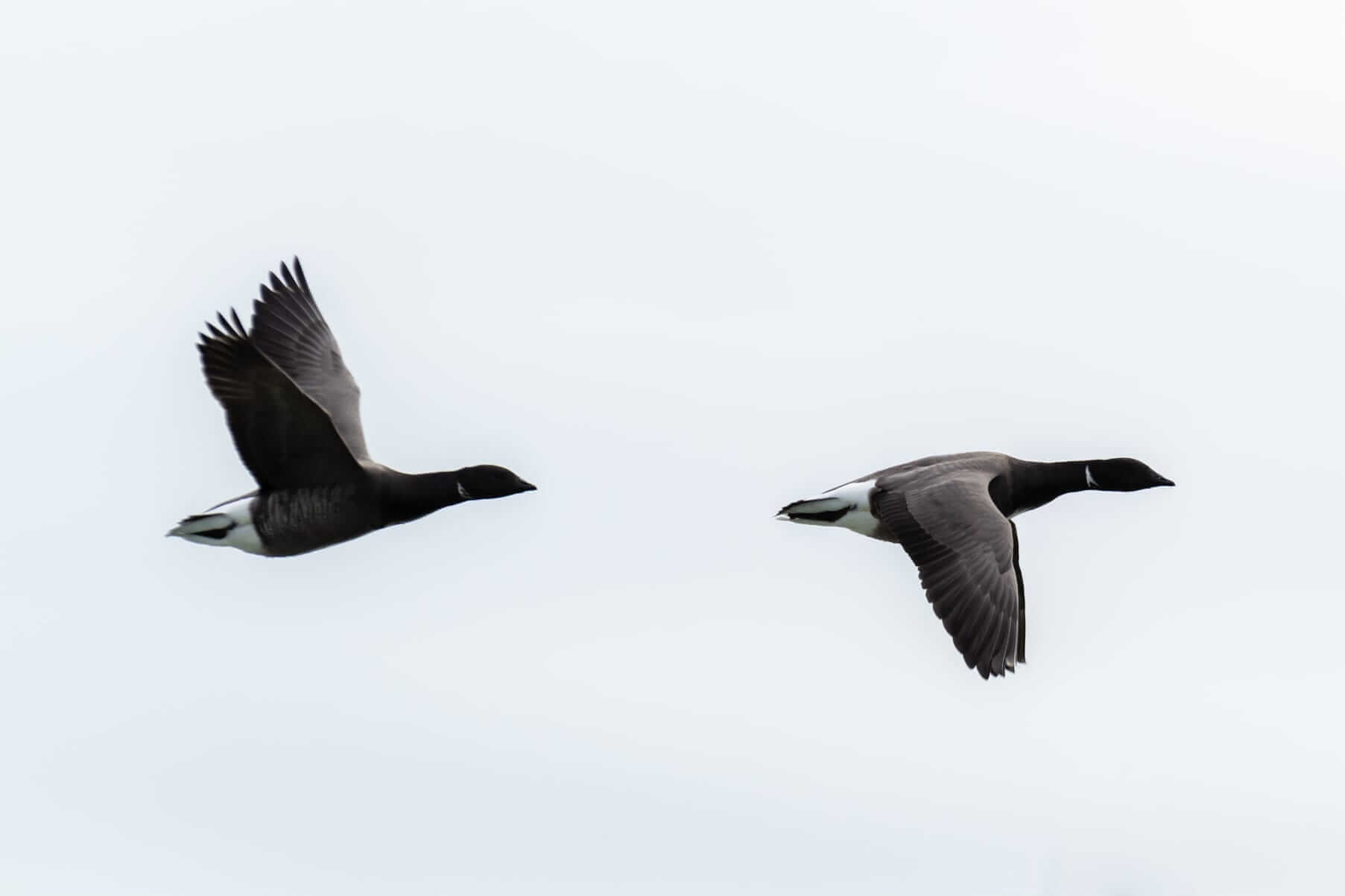 Dark-bellied brent geese flying.