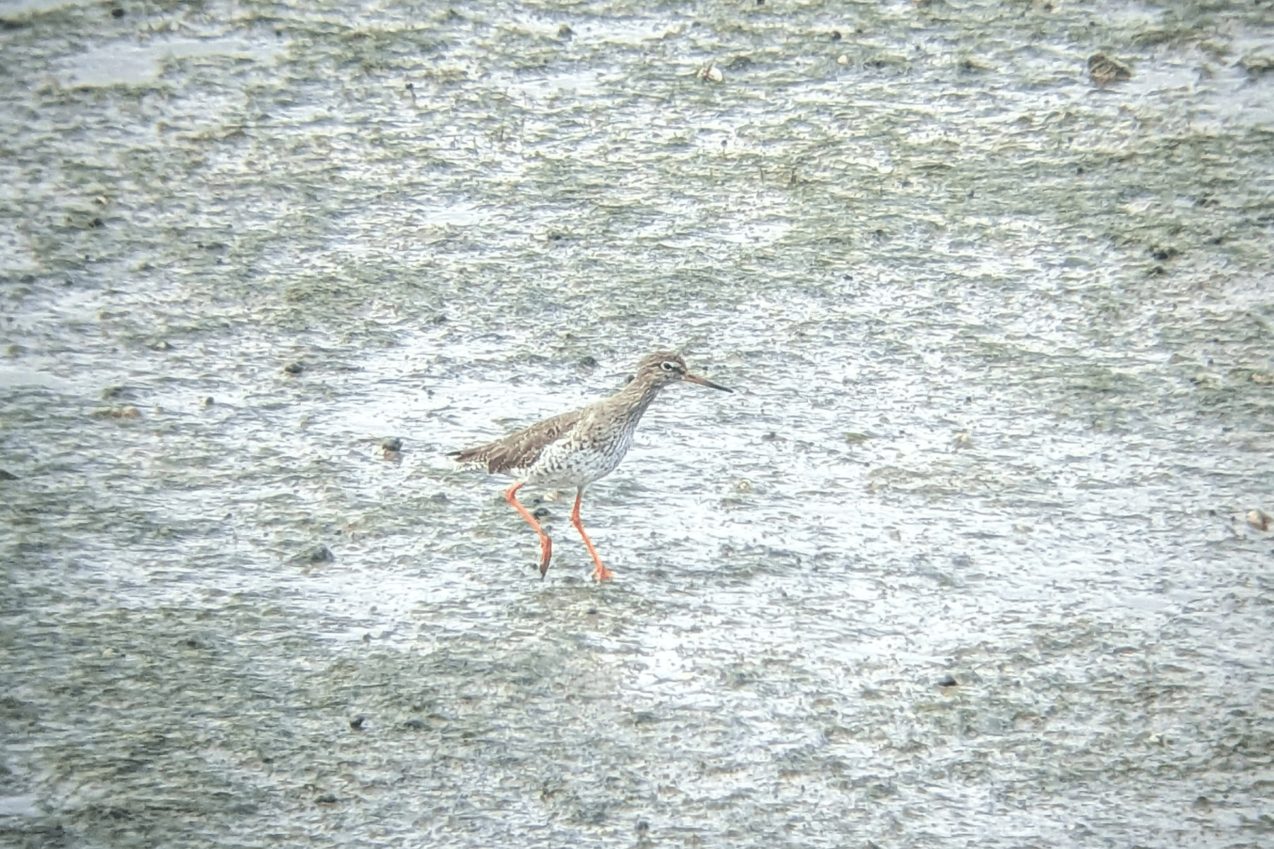 A redshank walks across a seagrass meadow.