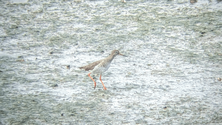 A redshank walks across a seagrass meadow.