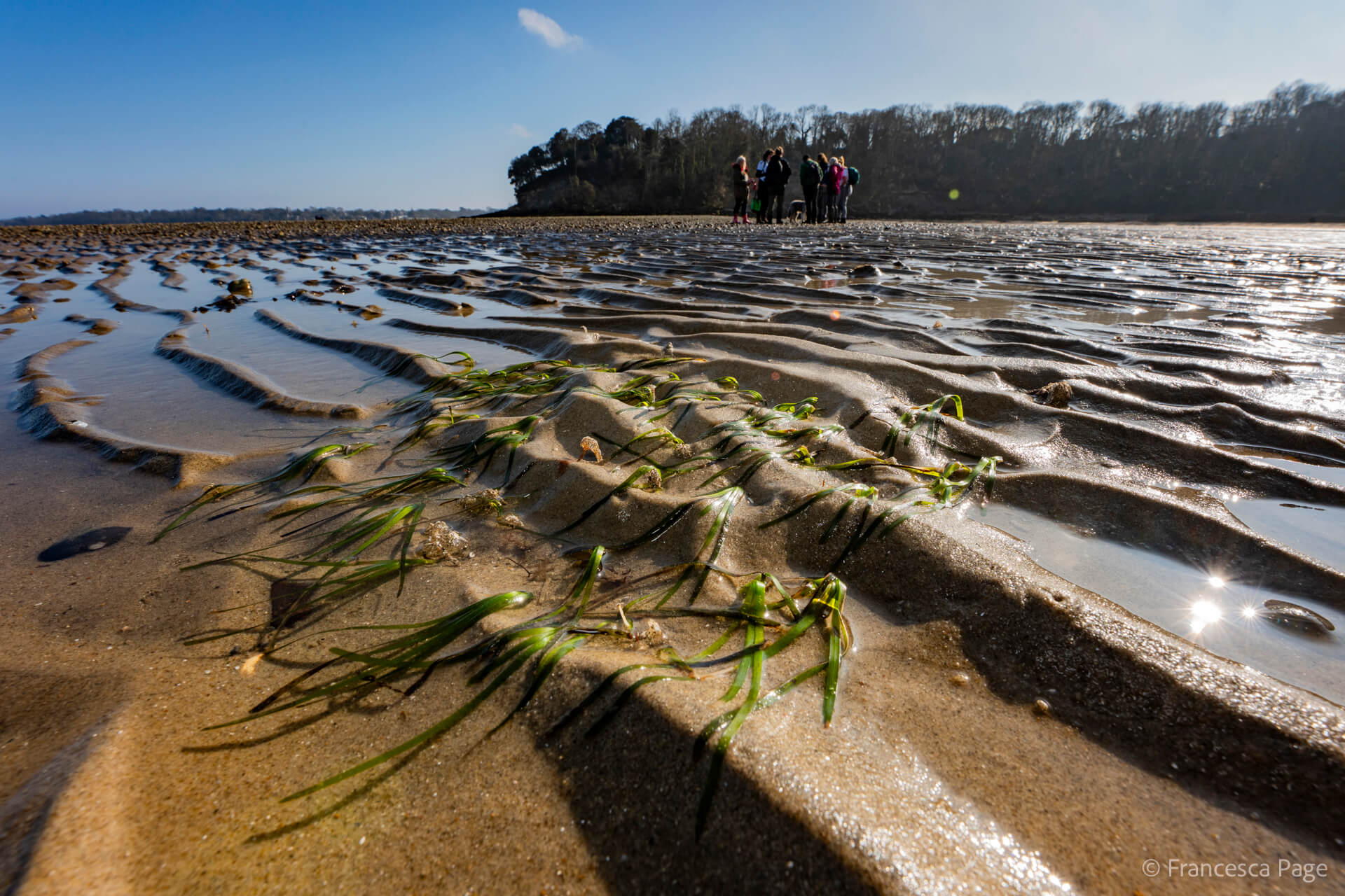 The sun is shining in priory bay and a patch of seagrass can be seen on the beach. In the background a group of volunteers are preparing for a Fragment Walk.