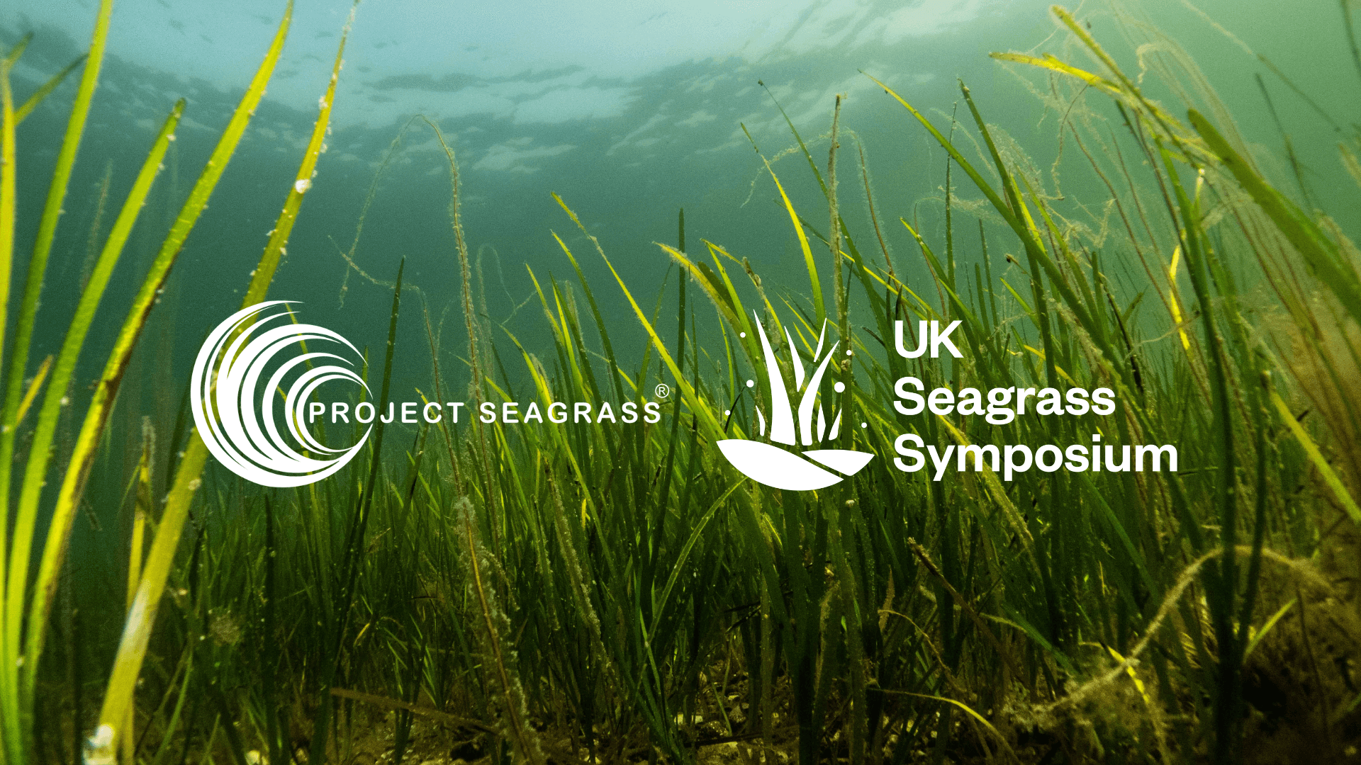 A seagrass meadow of Zostera marina. The Project Seagrass logo and the UK Seagrass Symposium logo are overlayed in white.