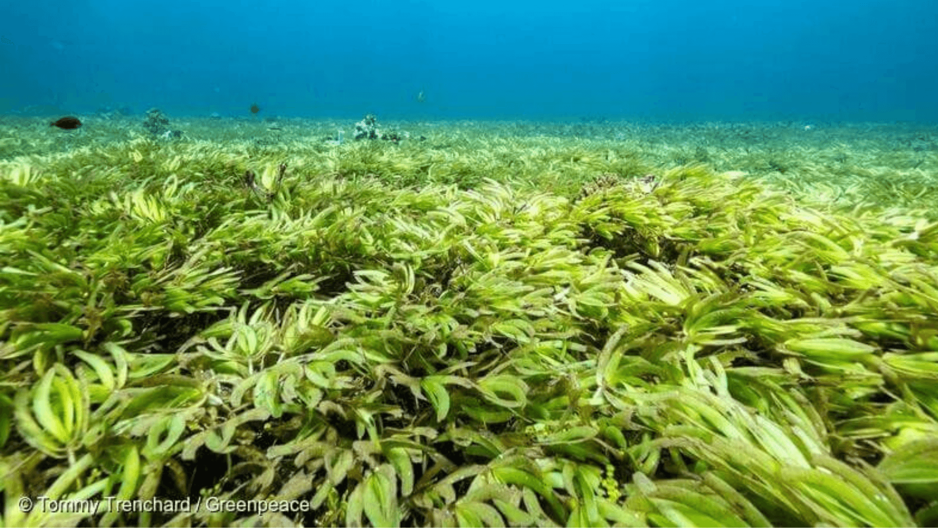 Seagrass at Saya De Malha Bank in the Indian Ocean.