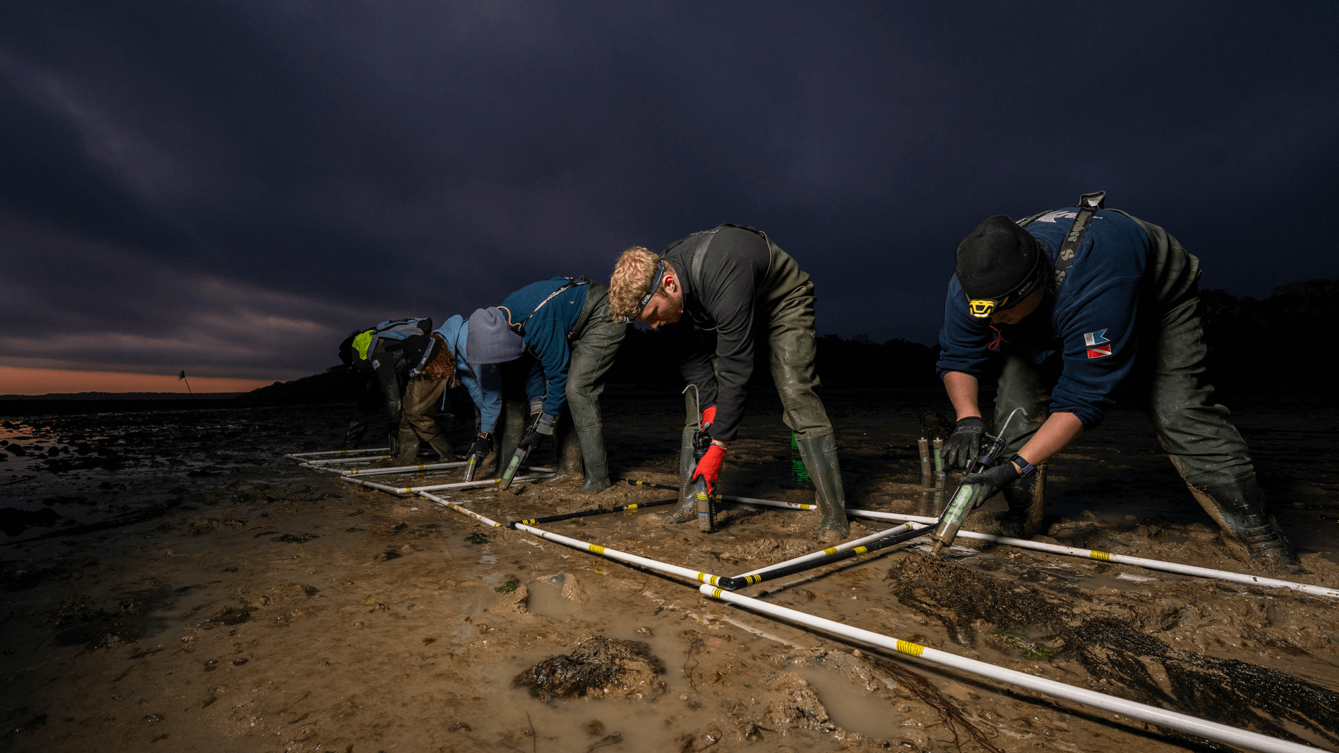 Project Seagrass members of staff stand in a row planting seagrass seeds within quadrats. They are using the DIS planting method. It is early morning and the sun is only just beginning to rise.