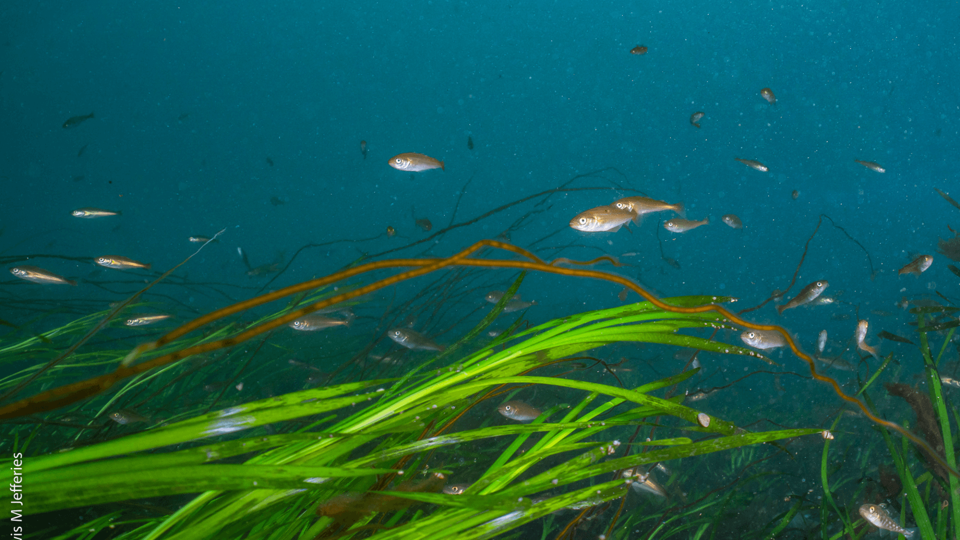 Pollack and Cod in an Orcadian seagrass meadow