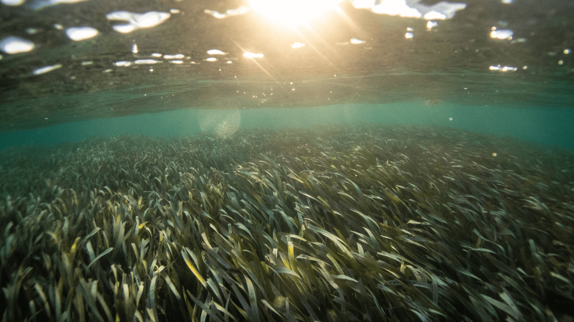 Seagrass in Mexico