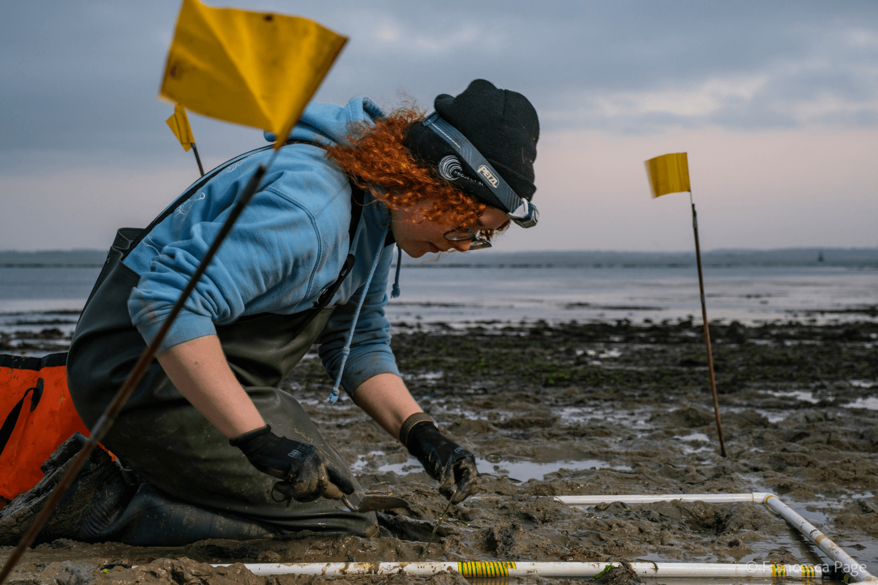 A member of Project Seagrass staff is wearing waders and kneeling in muddy sediment at Thorness in the Isle of Wight. They are planting a seagrass transplant within a quadrat.