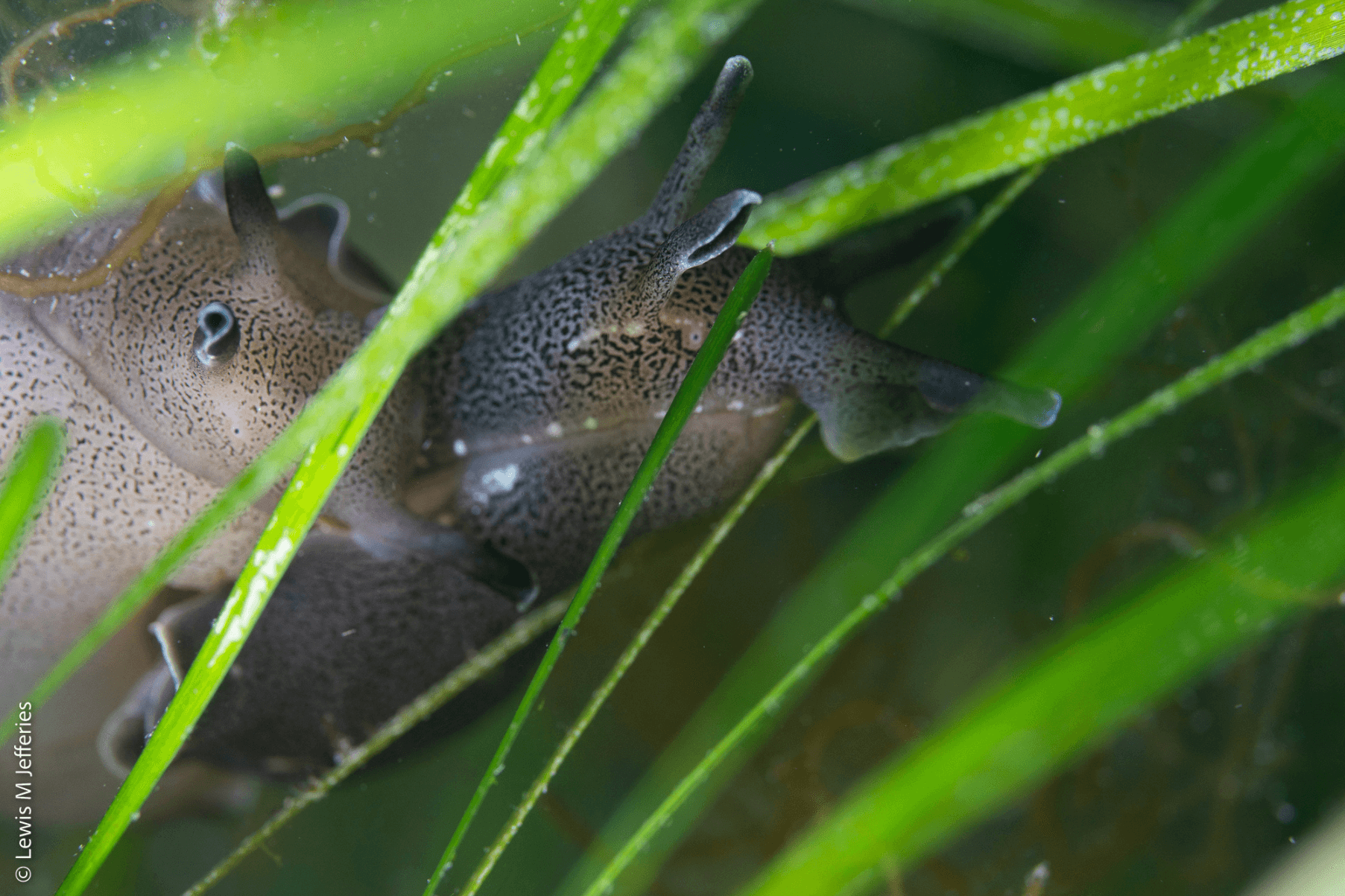 A close up of a Sea Hare amongst seagrass blades.