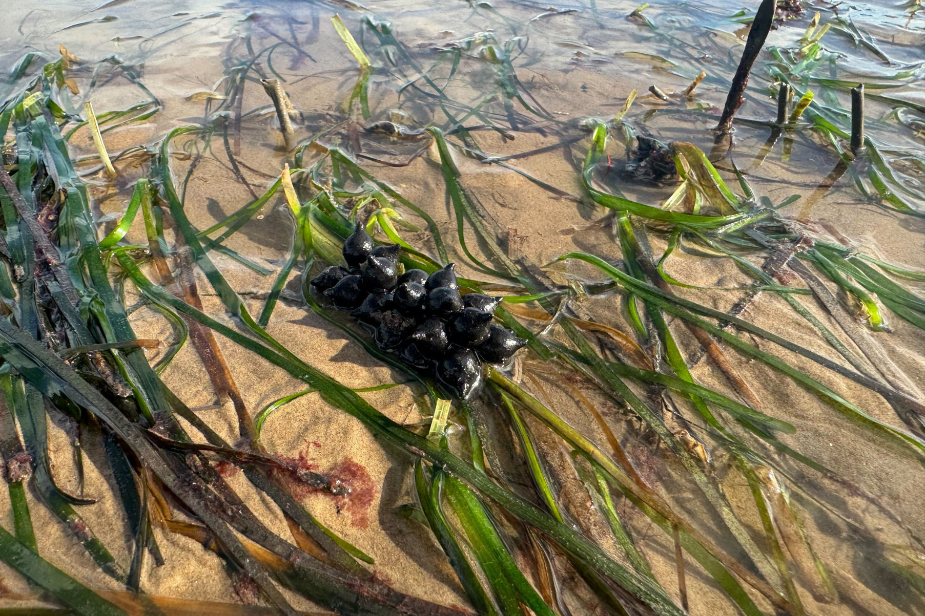 Cuttlefish eggs in seagrass, Dale, West Wales