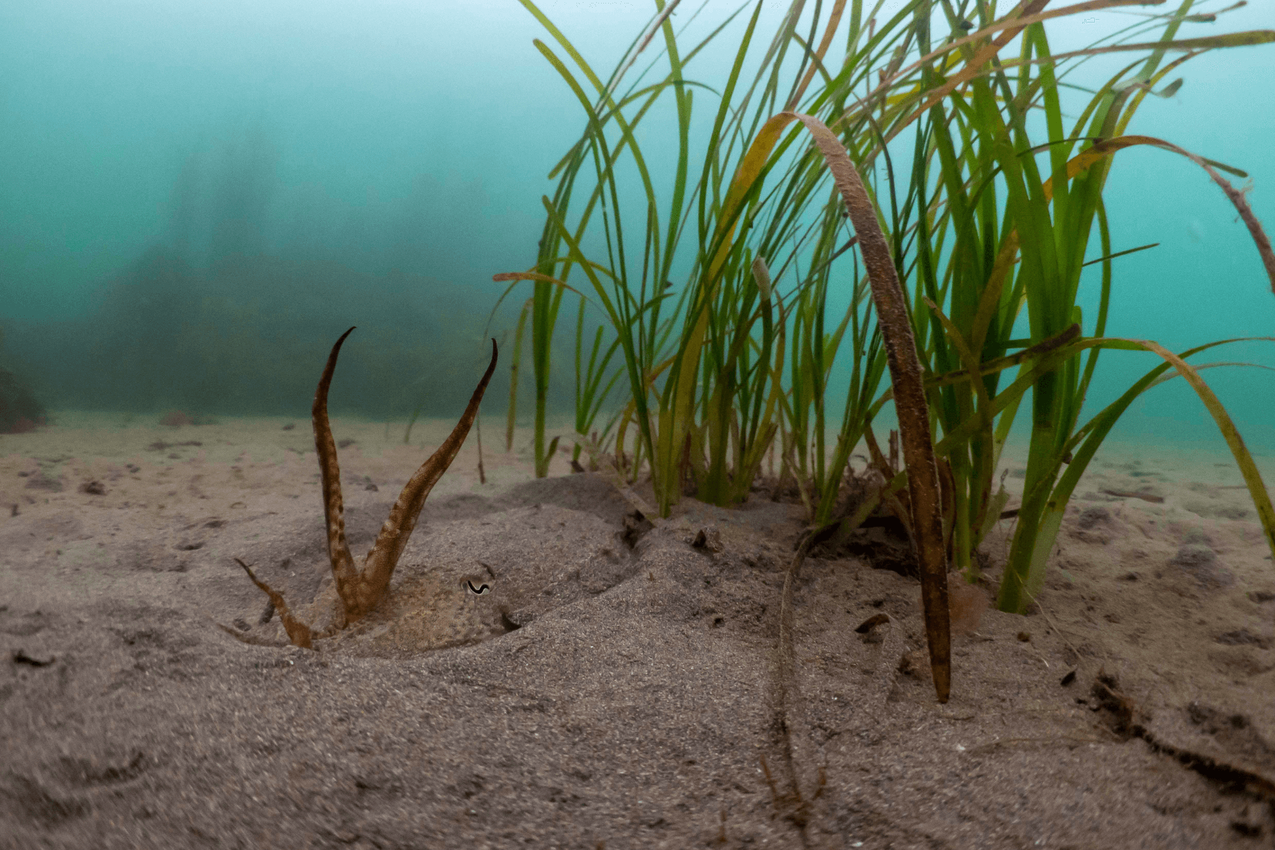 Cuttlefish in seagrass, Cornwall, UK