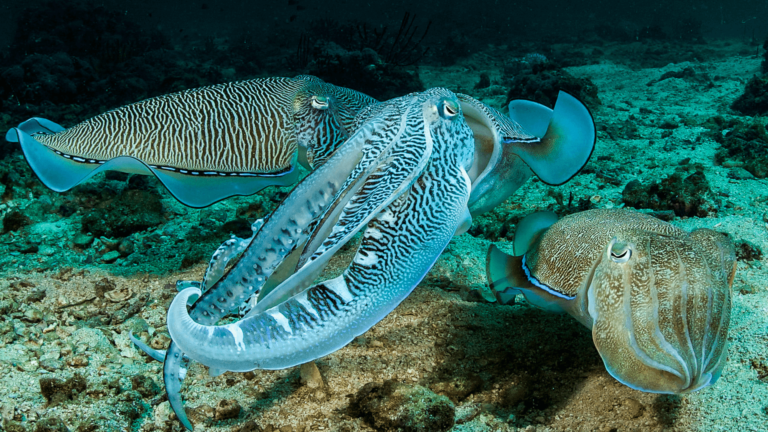 Cuttlefish.
