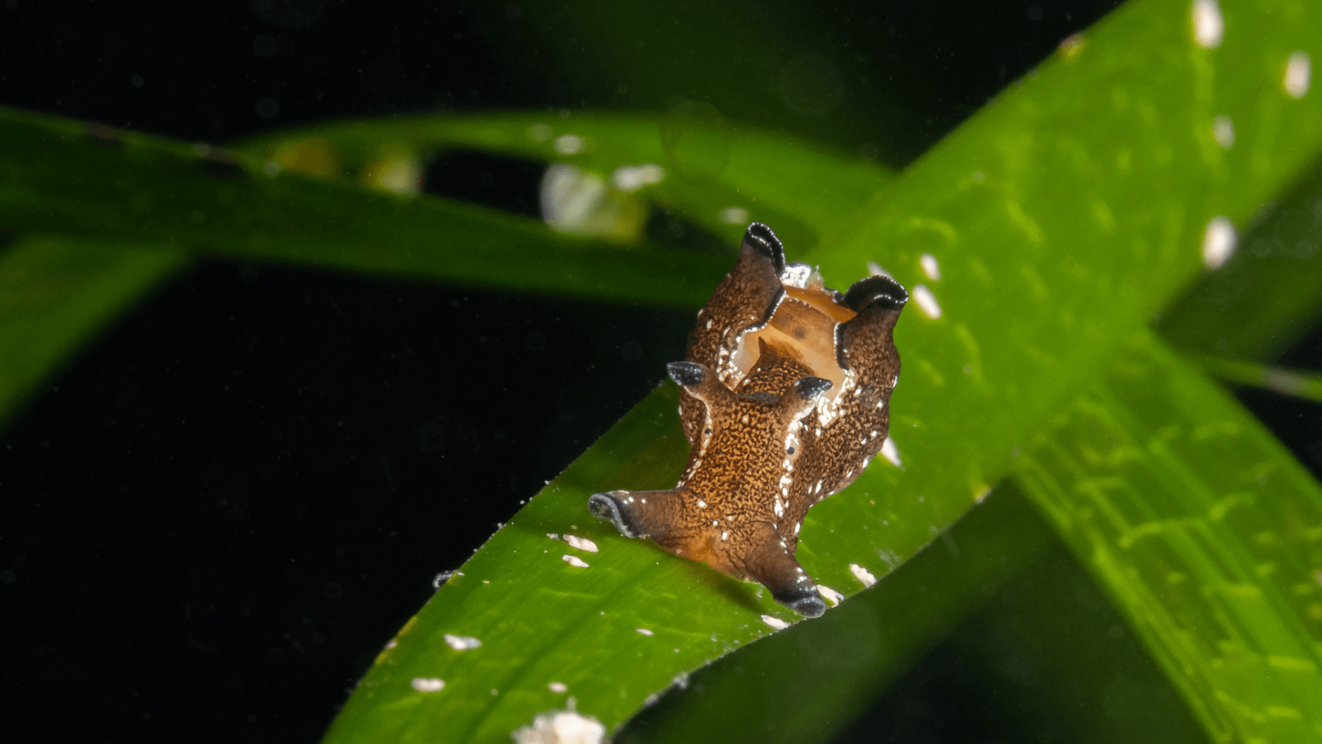 A Sea Hare sitting on a blade of seagrass in an Orcadian seagrass meadow.