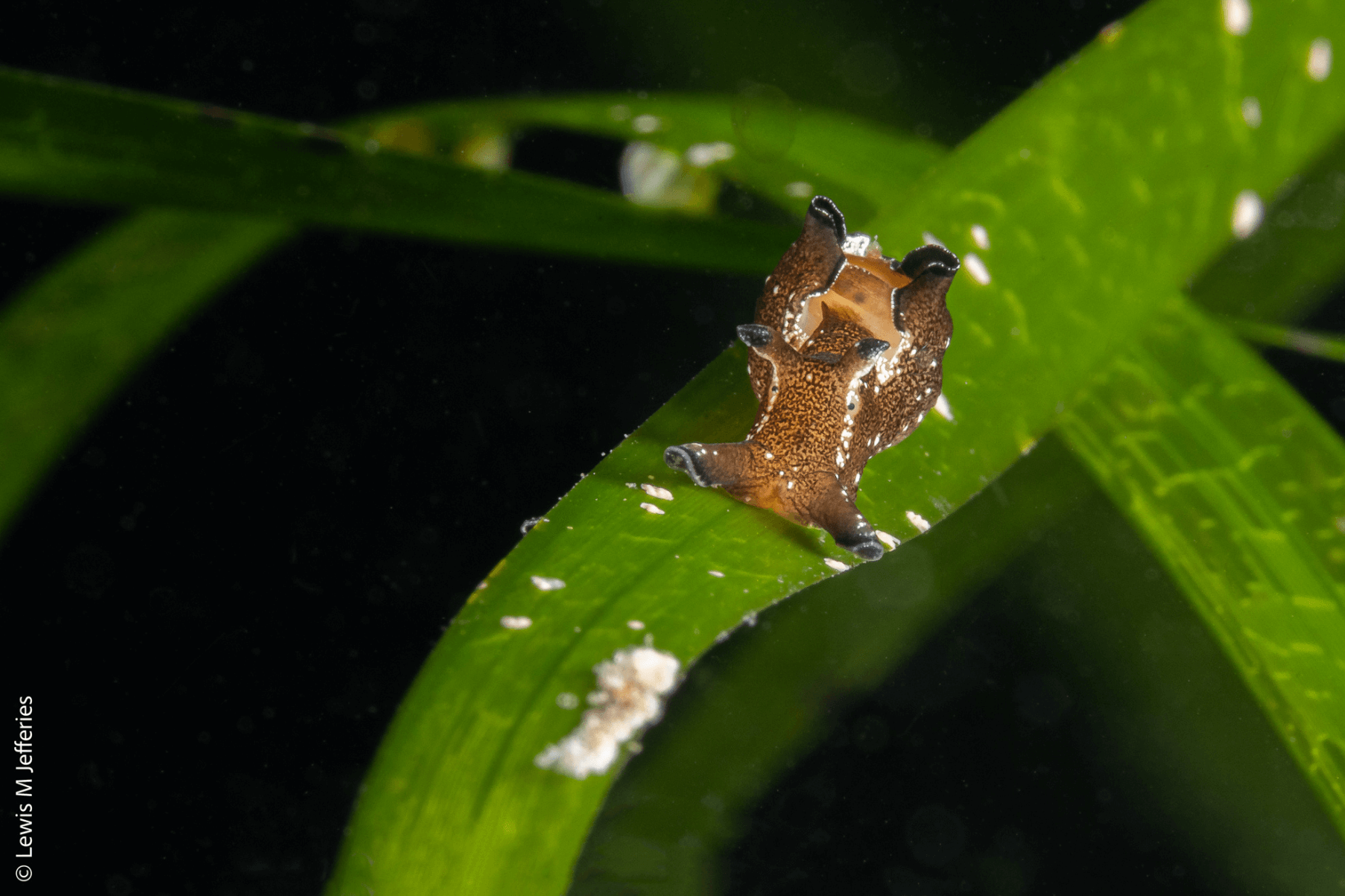 A Sea Hare sitting on a blade of seagrass in an Orcadian seagrass meadow.