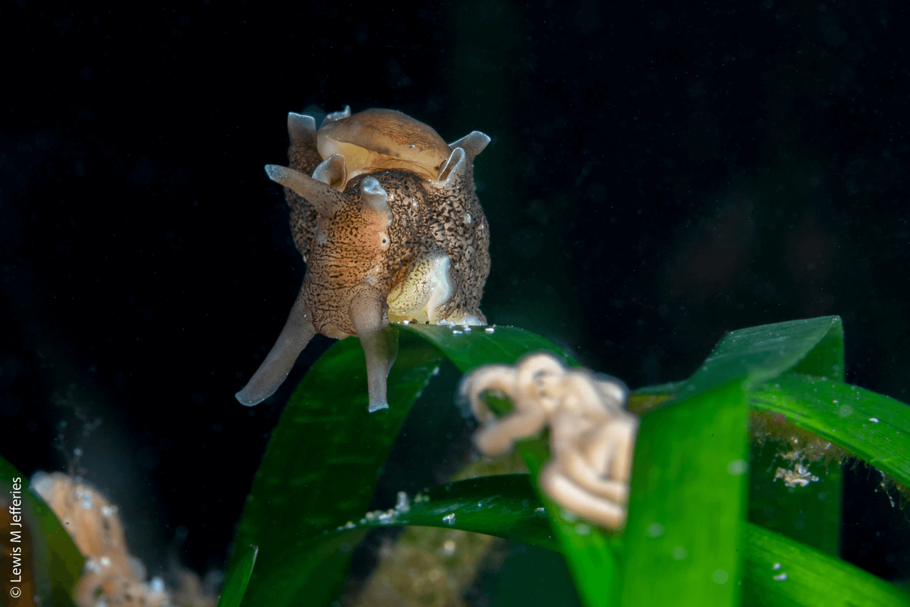 A Sea Hare on a blade of seagrass. In the foreground are the egg strings.