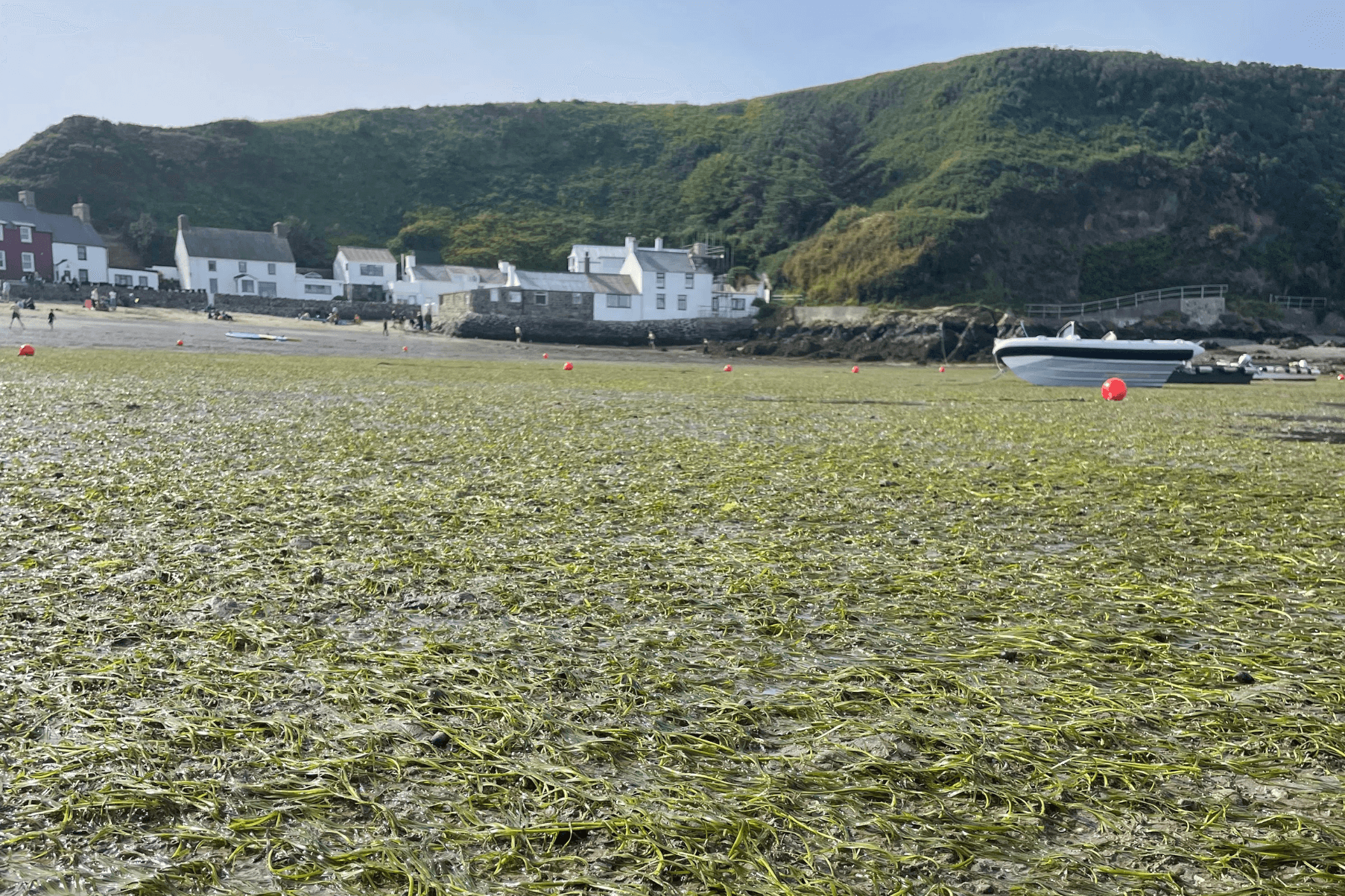 Seagrass meadow at Porthdinllaen meadow exposed at low tide,