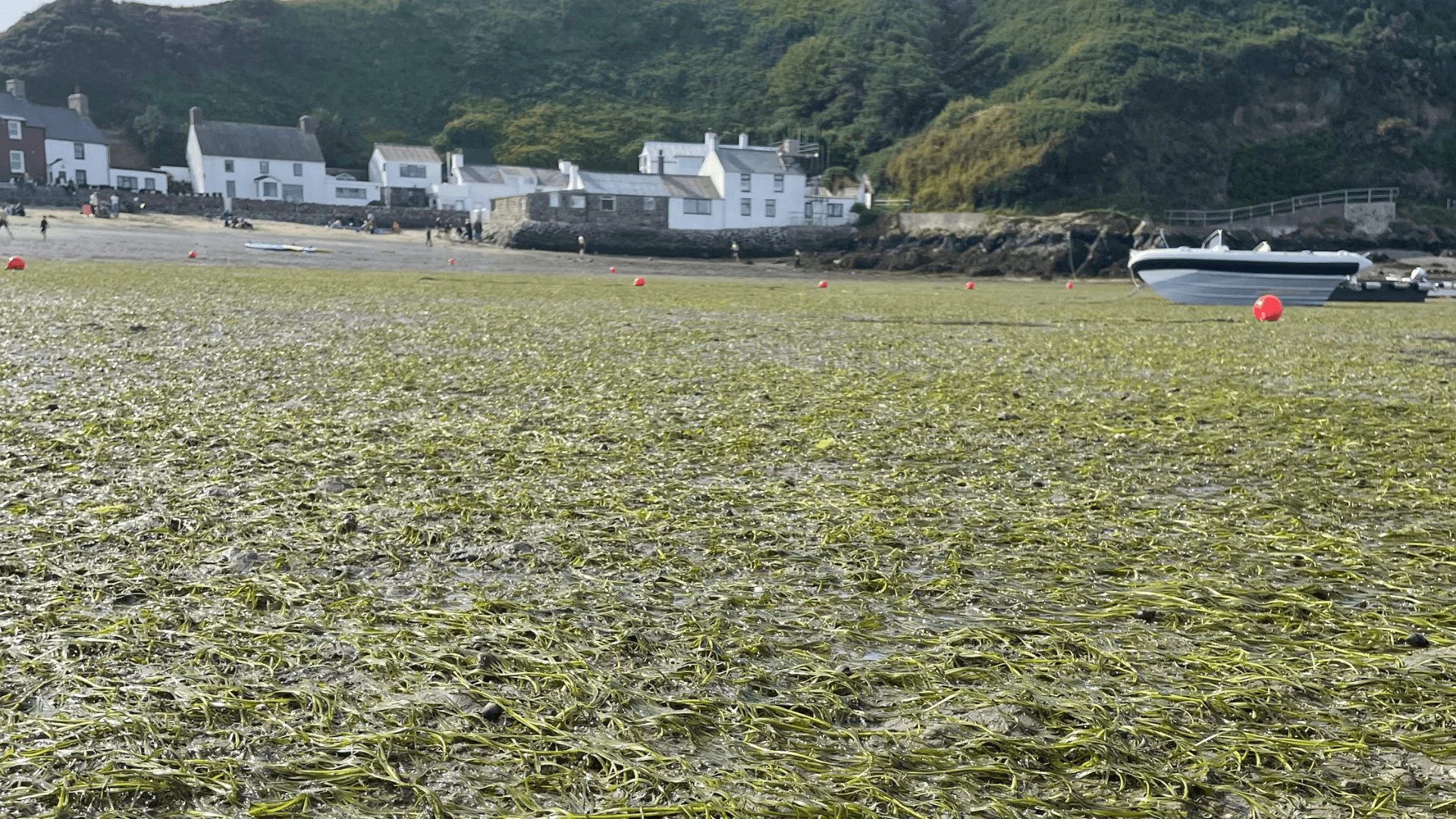 Seagrass meadow at Porthdinllaen meadow exposed at low tide,