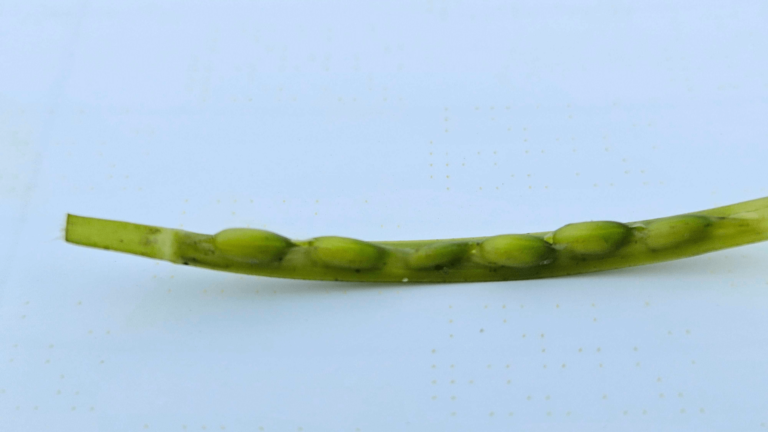 Close up of a spathe with seagrass seeds