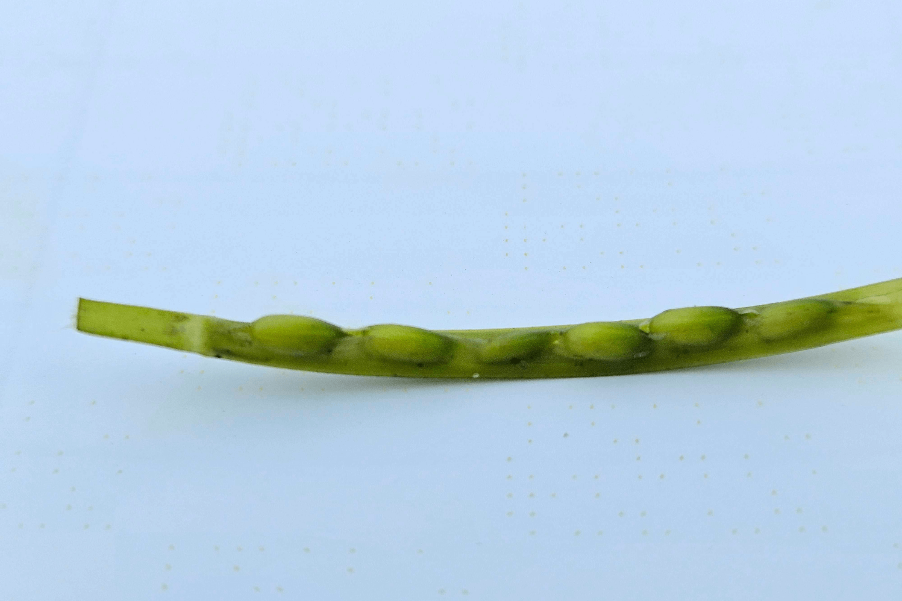 Close up of a spathe with seagrass seeds