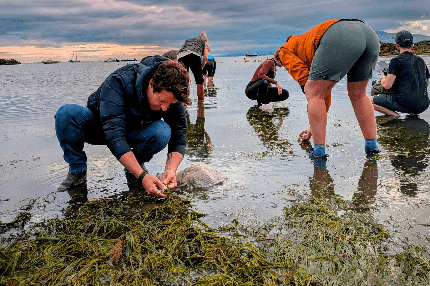 Volunteers collected seagrass seeds in Porthdinllaen in North Wales