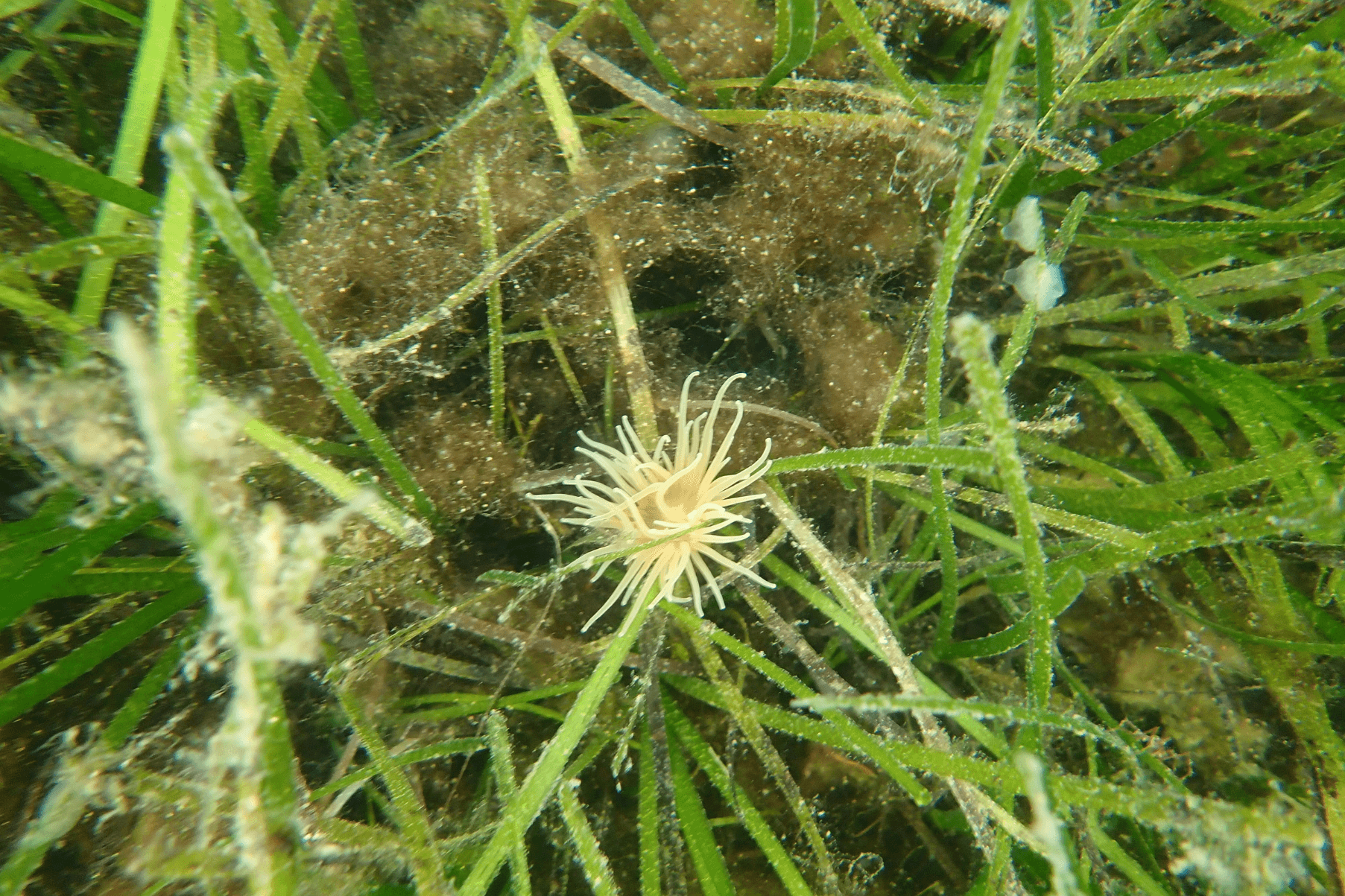 Anenome on seagrass