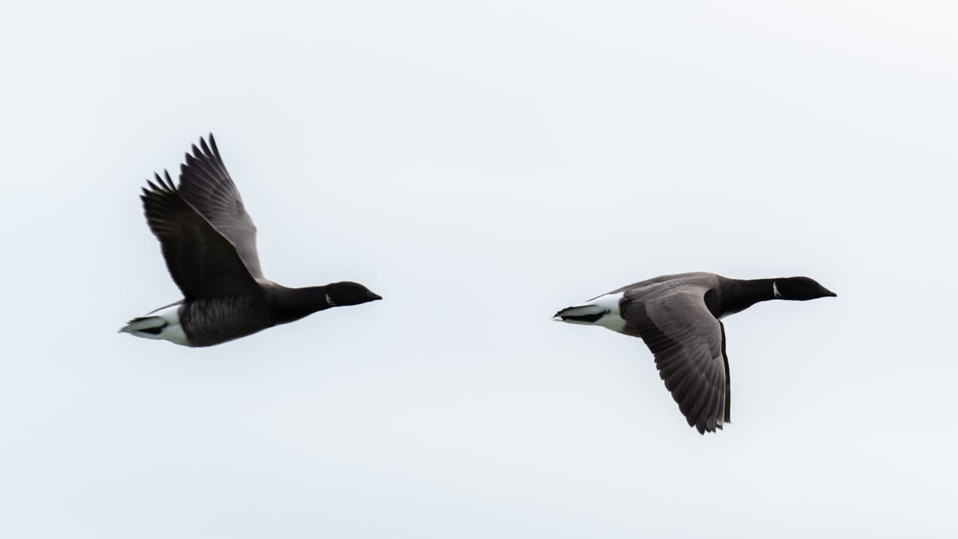 A pair of dark bellied Brent Geese fly through the sky. The sky is grey
