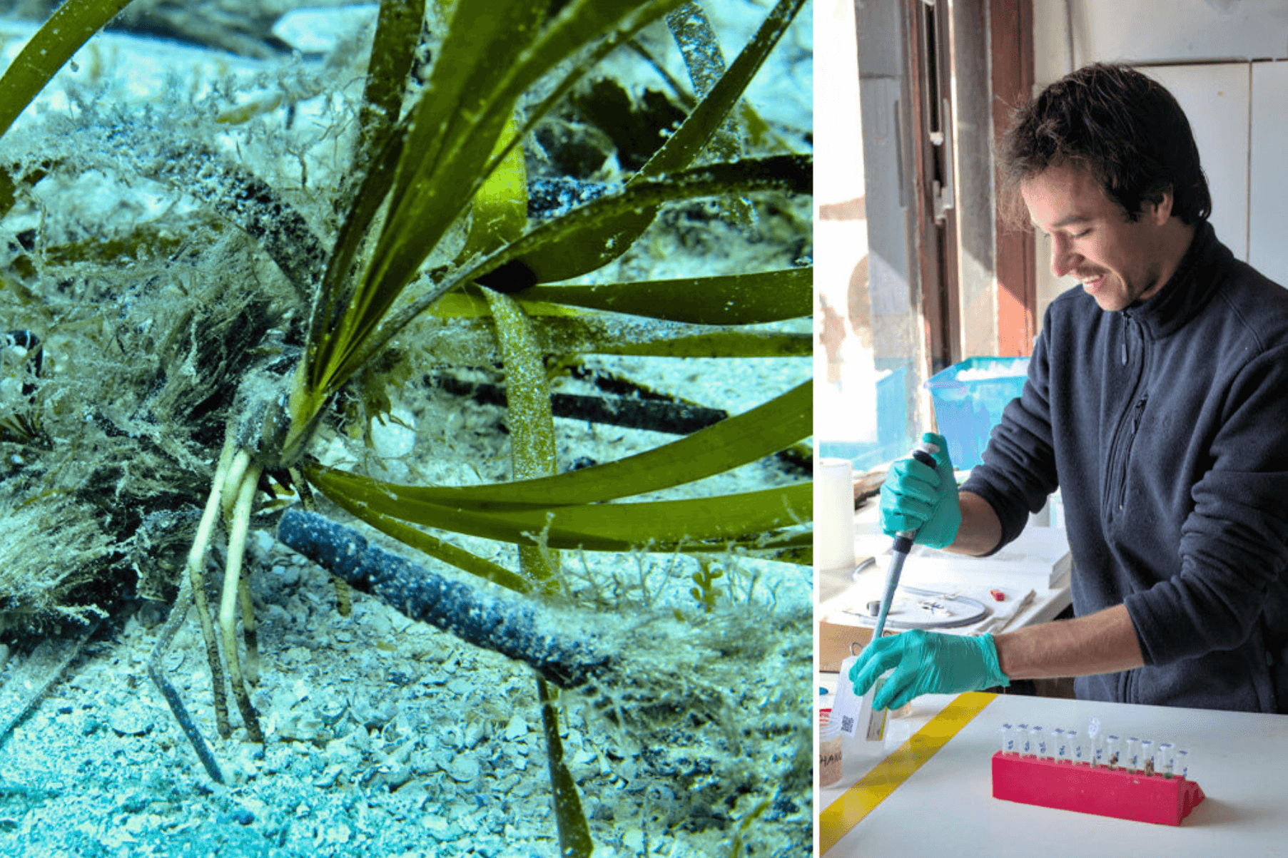 A Posidonia plant growing. Arnaud Boulenger in a lab preparing plants for genetic analysis.