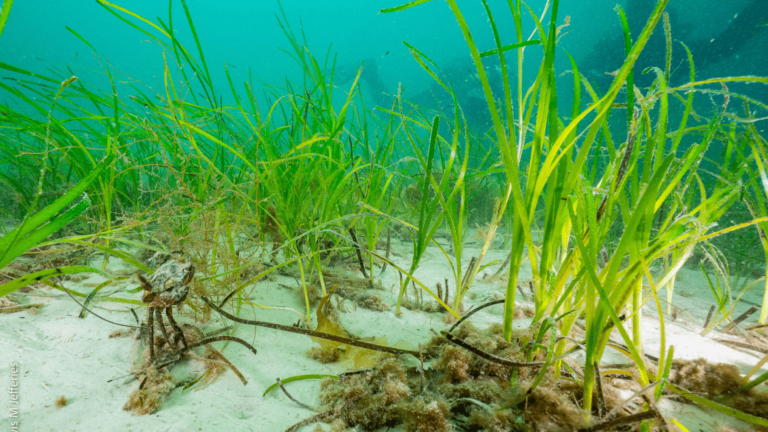 Seagrass meadow in Orkney.