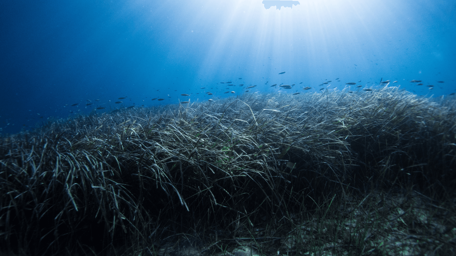 A seagrass meadow with fish swimming through it
