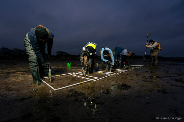 Members of Project Seagrass staff are planting seagrass seeds using DIS guns. They are planting into quadrats. It is early morning and the sun hasn't yet risen.