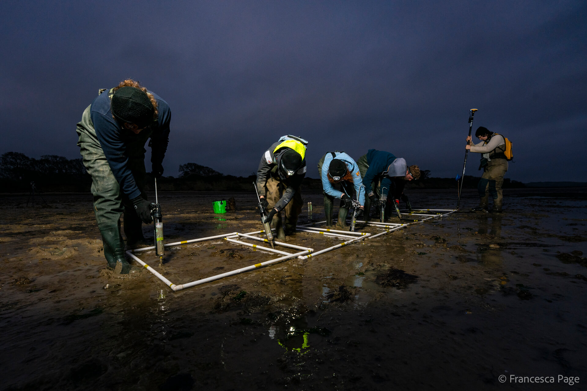 Members of Project Seagrass staff are planting seagrass seeds using DIS guns. They are planting into quadrats. It is early morning and the sun hasn't yet risen.