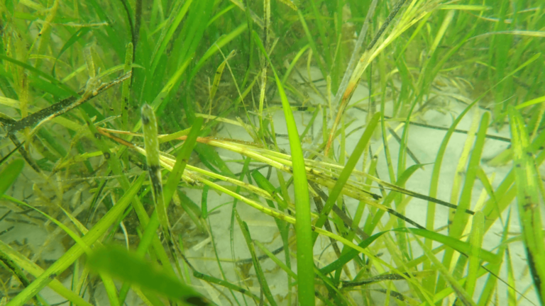 A seagrass meadow in Orkney. A lighter reproductive shoot is present.