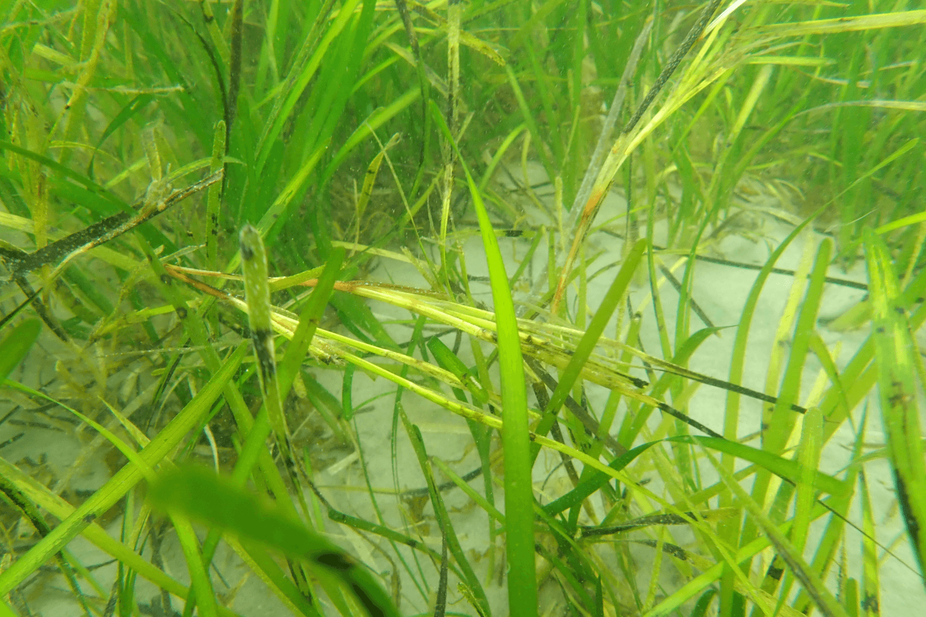 A seagrass meadow in Orkney. A lighter reproductive shoot is present.