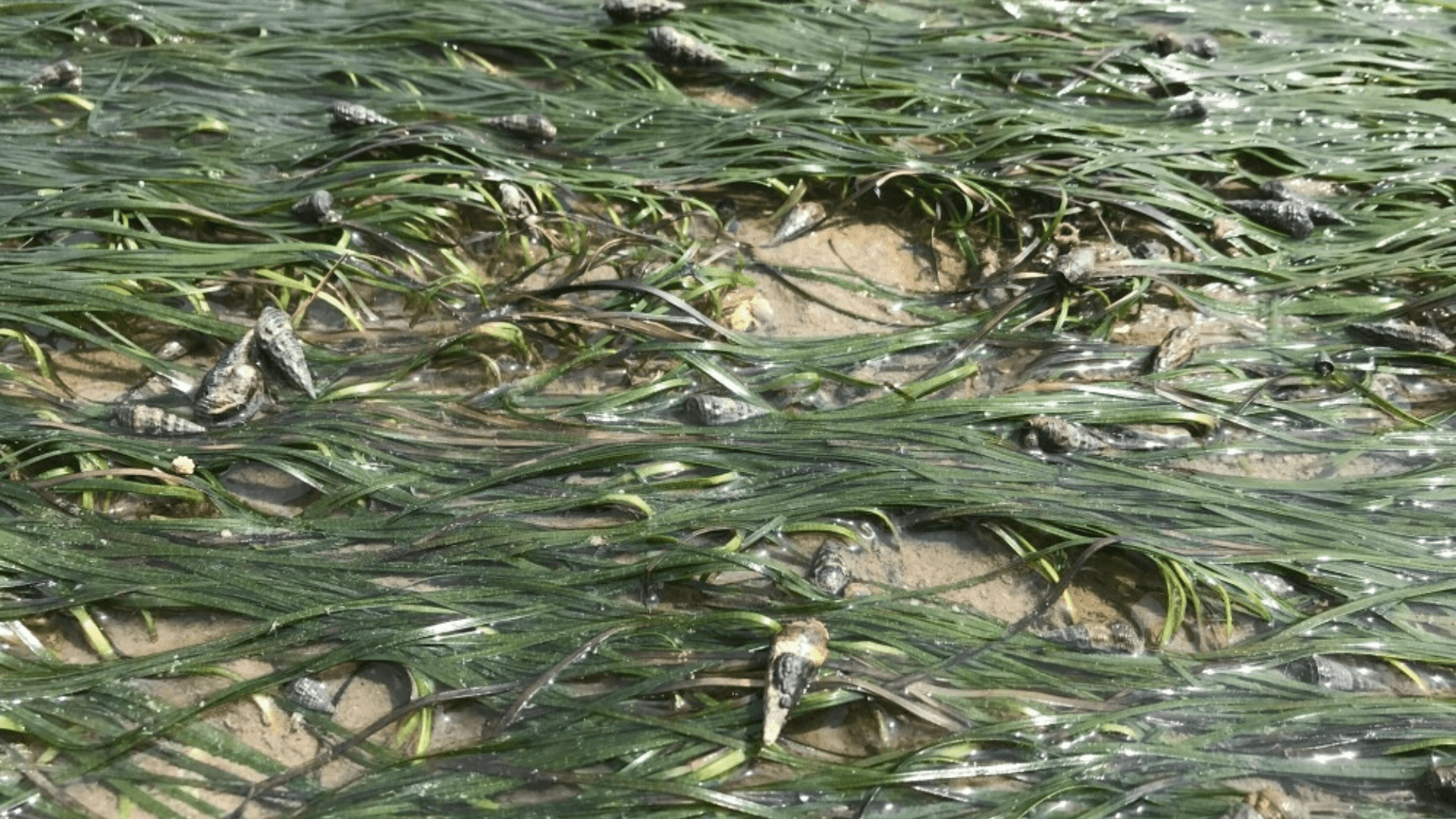 SeagrassSpotter Nanozostera japonica