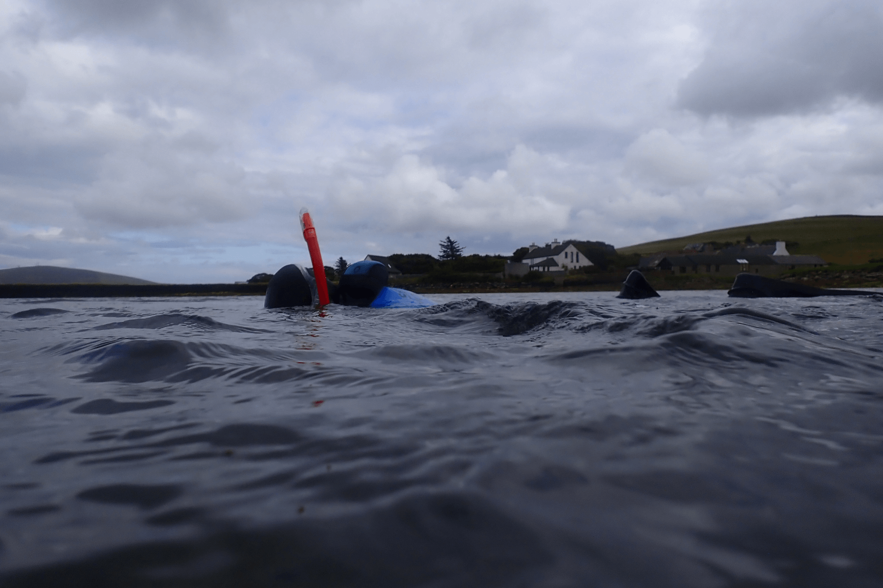 A snorkeller swims above a seagrass meadow in Orkney.